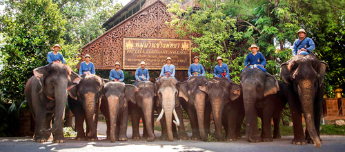 دهکده فیل‌ها پاتایا تایلند (Pattaya Elephant Village)