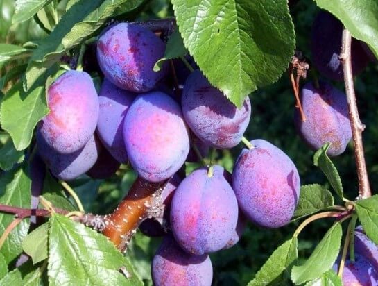 میوه شماره 6 ارمنستان (آلو)
