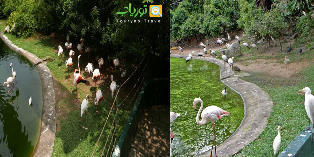 باغ پرندگان کوالالامپور مالزی(جادوی پرندگان)
