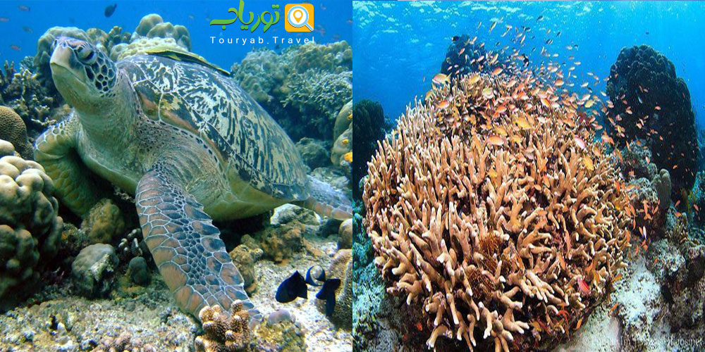 جزیره سیپادان مالزی(سکوت مطلق)