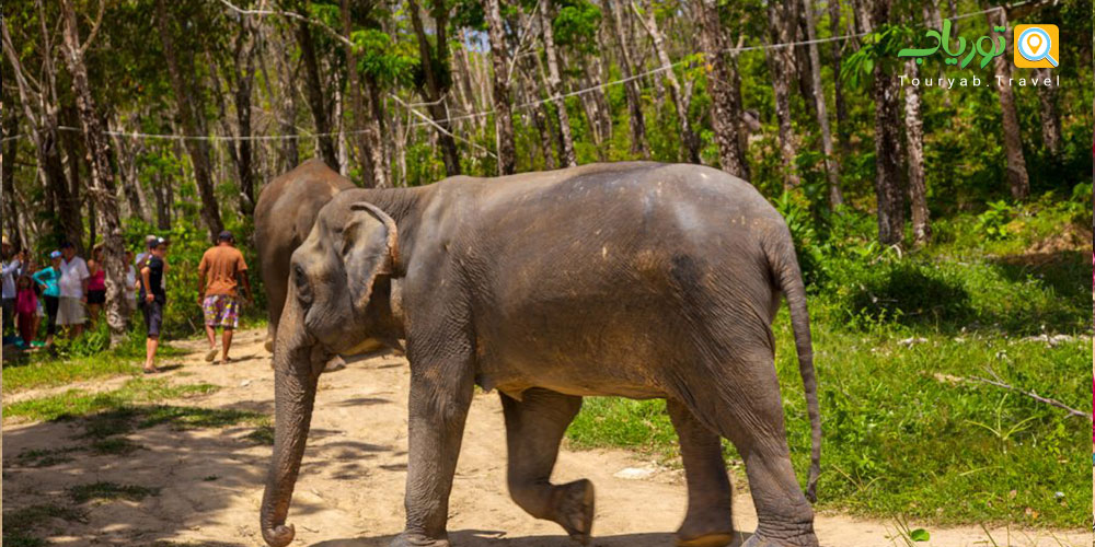پناهگاه جنگل فیل ها در پوکت (Elephant Jungle Sanctuary)