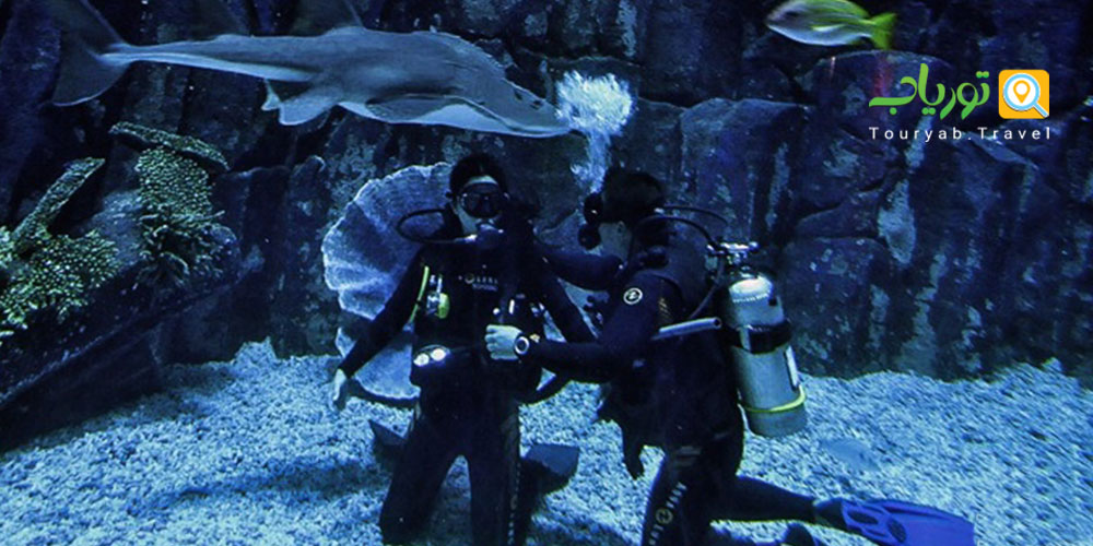 تور تماشایی کوسه فی فی (Shark Guardian)