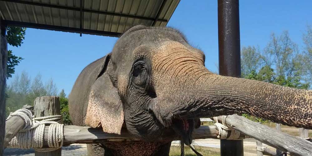 پناهگاه جنگل فیل ها در پوکت (Elephant Jungle Sanctuary)
