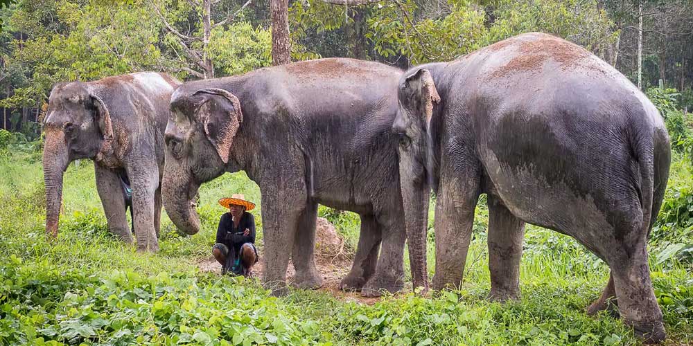 پناهگاه جنگل فیل ها در پوکت (Elephant Jungle Sanctuary)